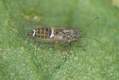 Листоблошка Кокерелля