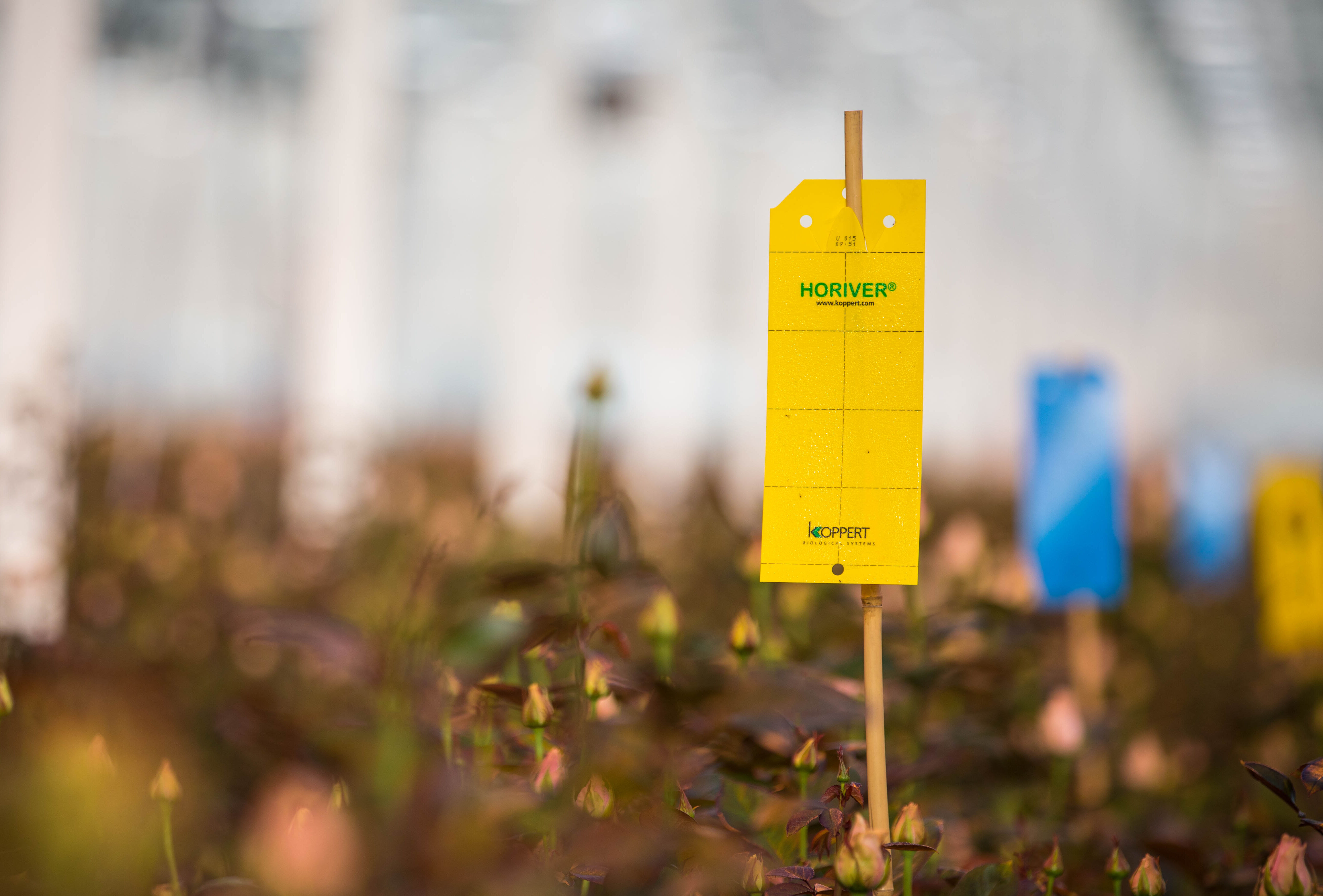 Horiver в новом 'облике'