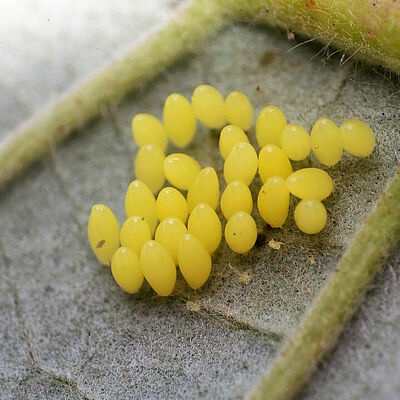 Яйцевая стадия Adalia bipunctata