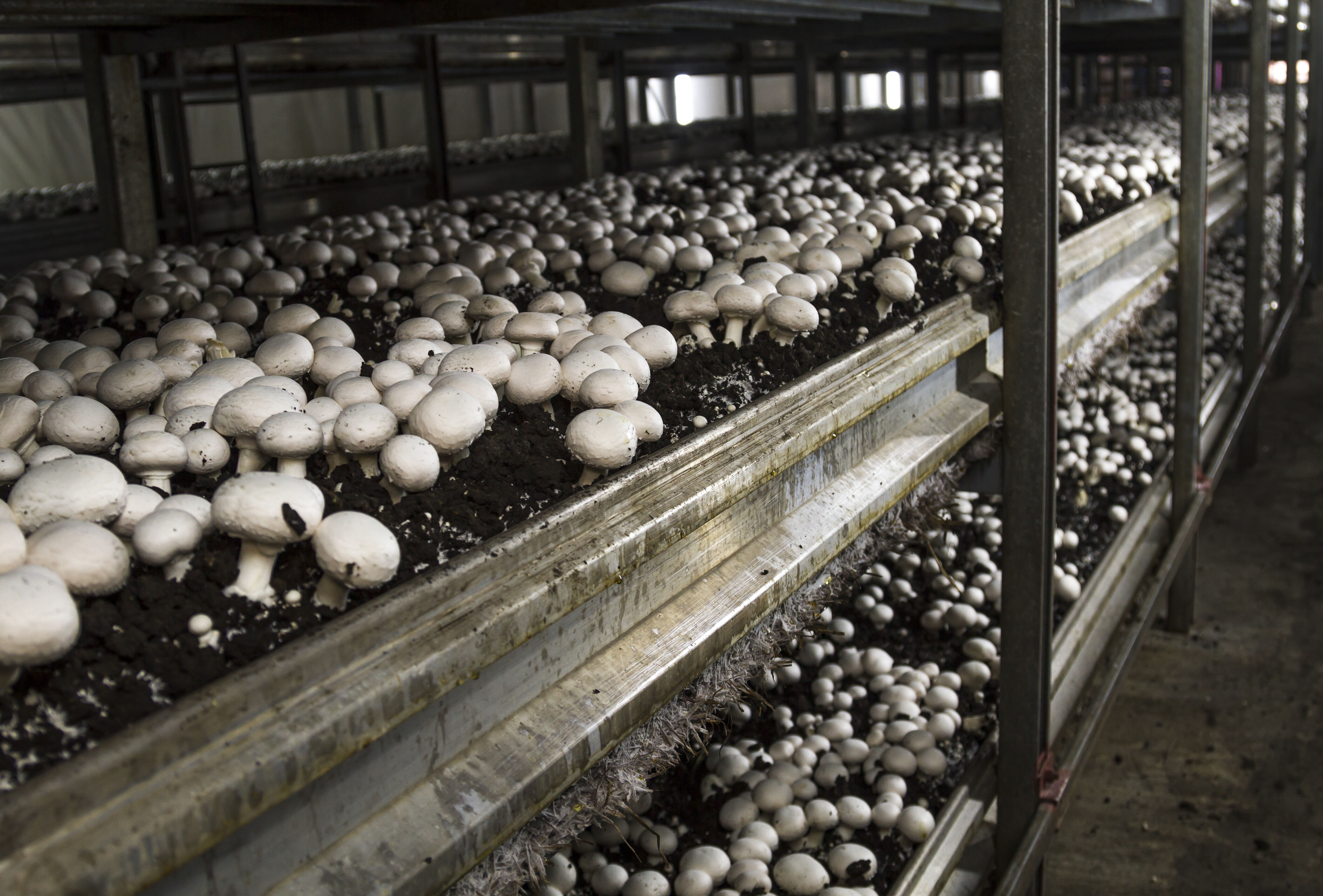 Выращивание грибов технология. Грибная ферма шампиньоны. Грибница шампиньонов. Грибоводство шампиньонов. Шампиньоны в теплице.