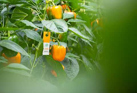 Меры предосторожности при аллергии на продукт