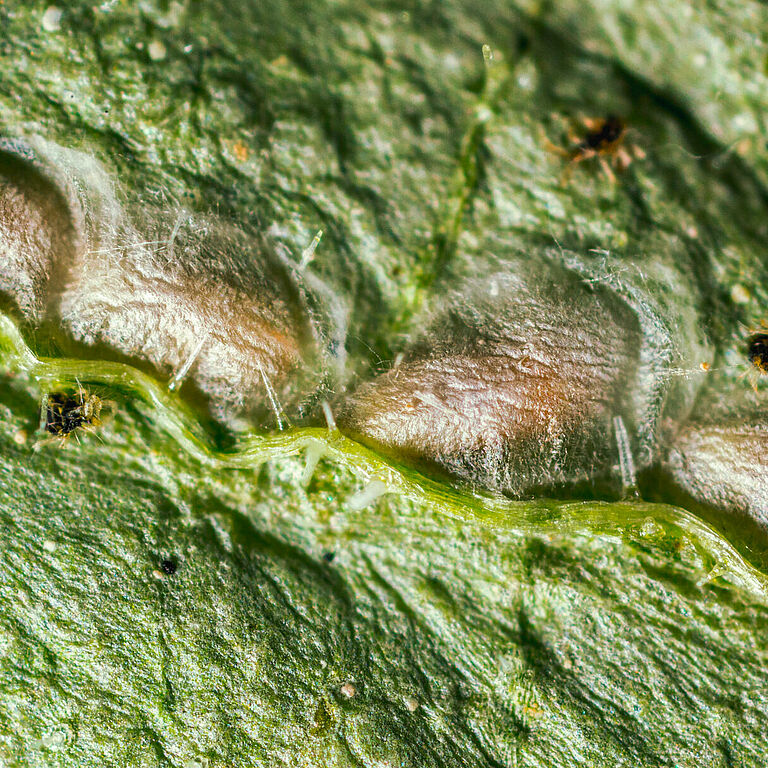 Стадия куколки Feltiella acarisuga