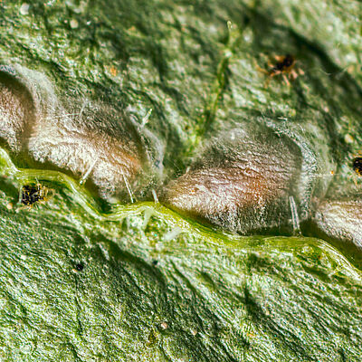 Стадия куколки Feltiella acarisuga