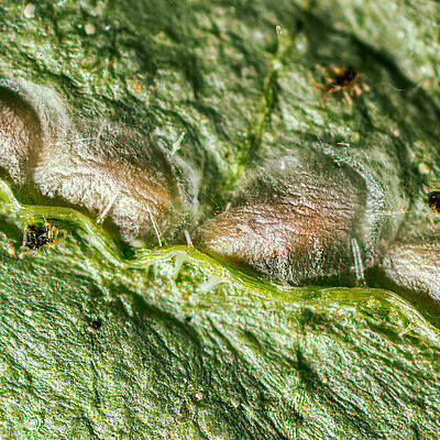 Стадия куколки Feltiella acarisuga