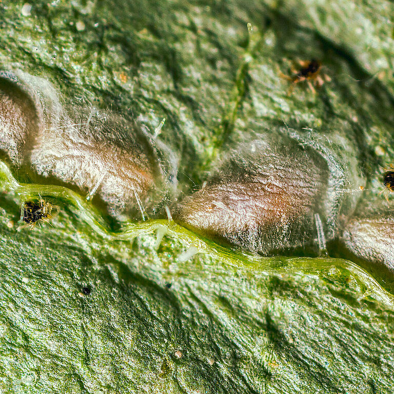 Стадия куколки Feltiella acarisuga