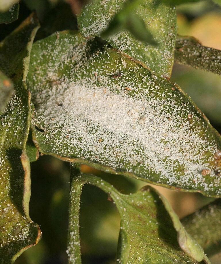 Tomato/Potato Psyllid Bactericera cockerelli Damage on pepper plant