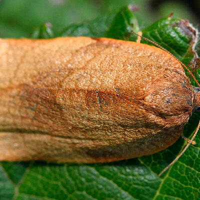 Carnation tortrix Cacoecimorphapronubana Adult stage