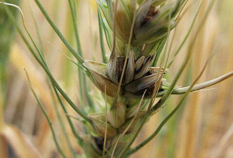 Карликовая головня