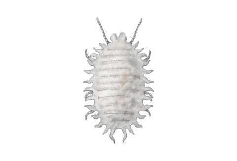 Мучнистые червецы и щитовки