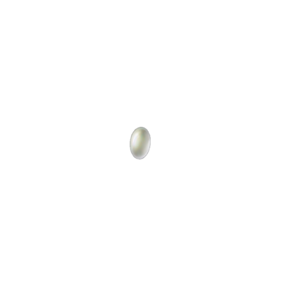 Bradysia paupera egg