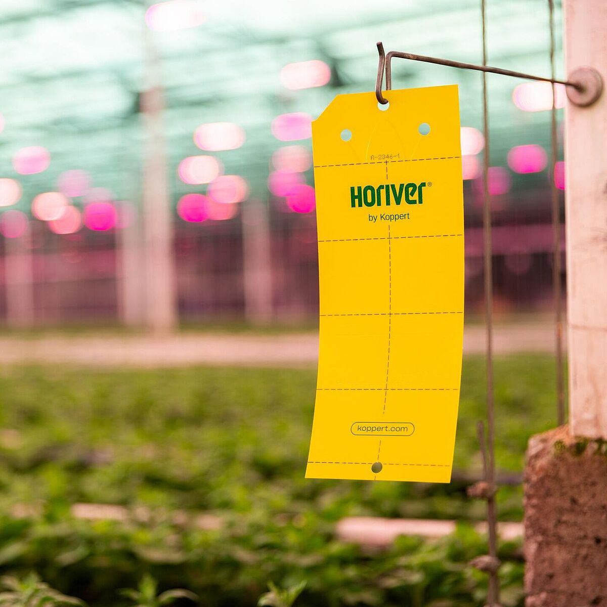 Horiver Wetstick желтая ловушка в культуре