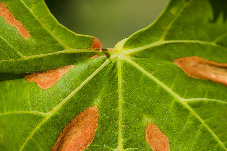 Grape leaf with damage of Pierce's disease of grapevine Xylella fastidiosa