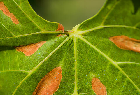 Болезнь Пирса