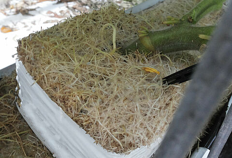 Бешеный корень, бородатый корень, корончатый галл