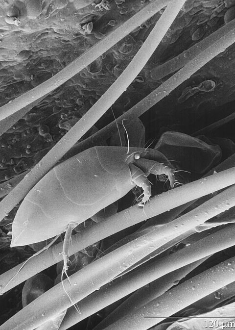 Клещ прозрачный цикламеновый или земляничный