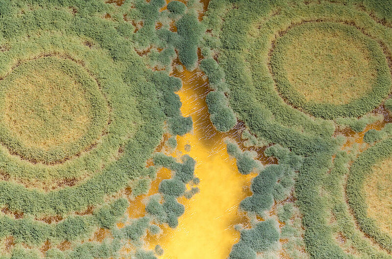 Trichoderma harzianum T-22 