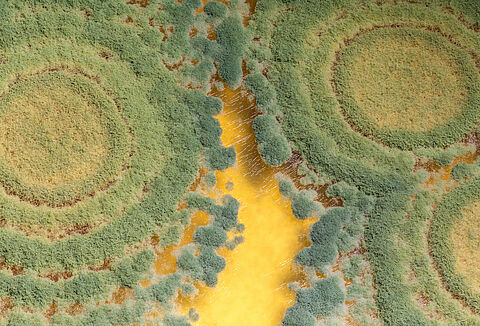 Trianum: Не привередливый гриб