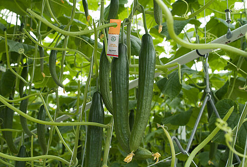 Spical Ulti-mite успешно применяется на рынке биозащиты