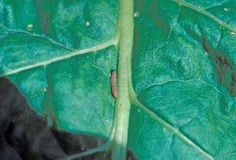 Моль картофельная клубневая