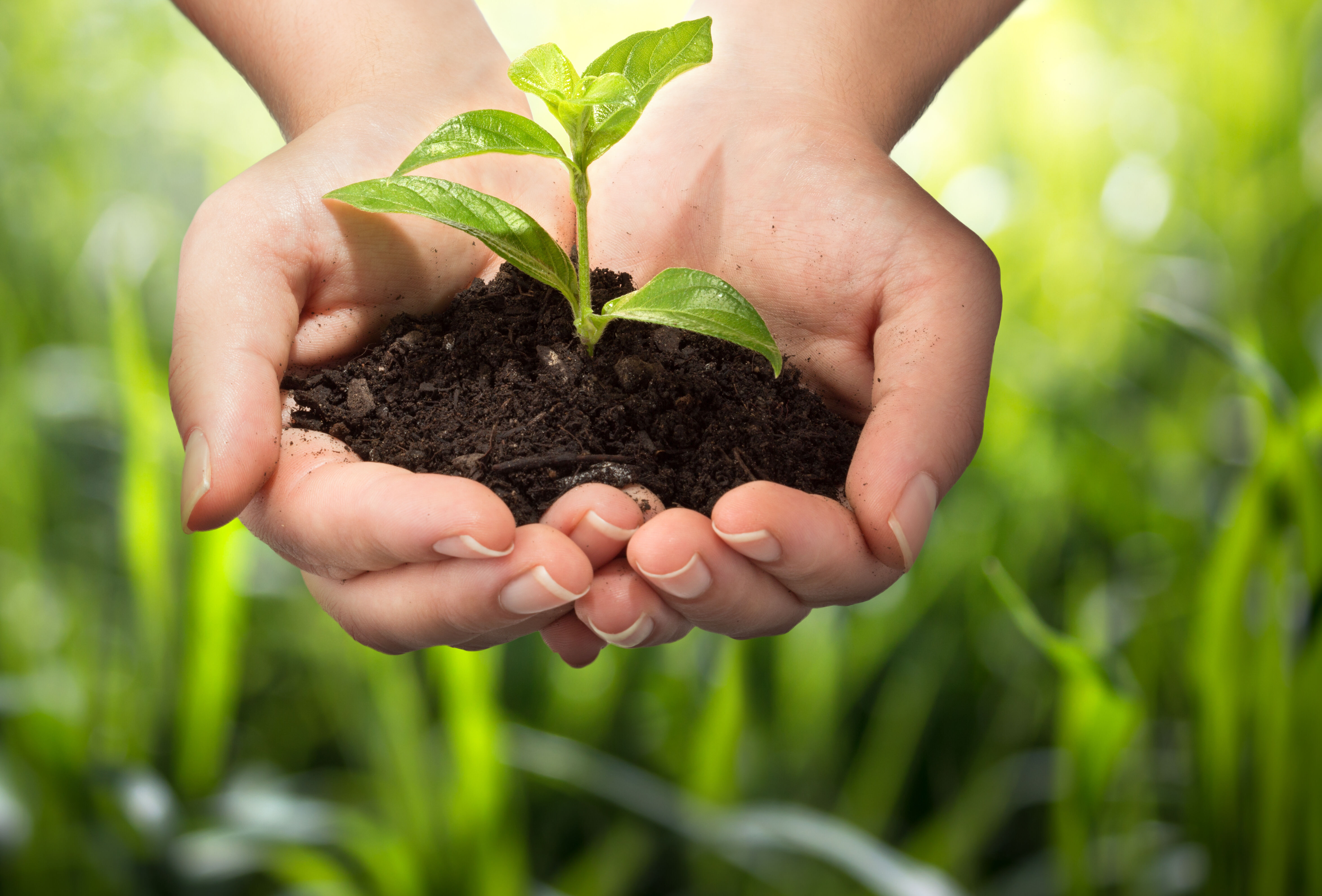Экологией цена. Растение в руках. Защита природы. Росток в руках. Почва и человек.