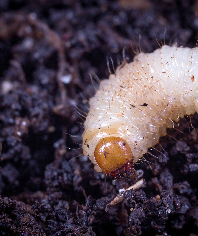 Larva of the Vine weevil Otiorhynchus sulcatus