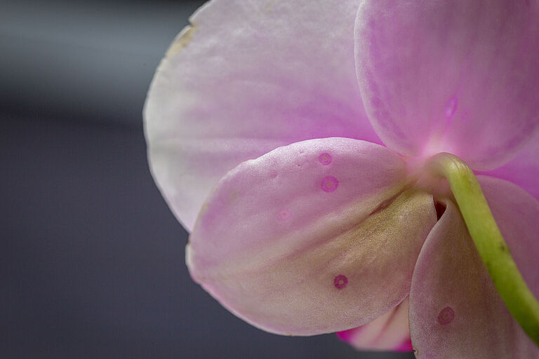 Western Flower Thrips Frankliniella occidentalis damage on phalaenopsis