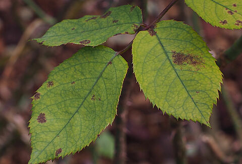 Ложная мучнистая роса роз