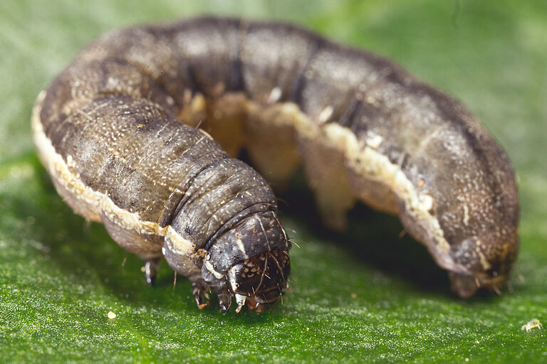 Larva of the Beet armyworm Spodoptera exigua