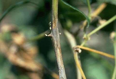 Пепельная гниль