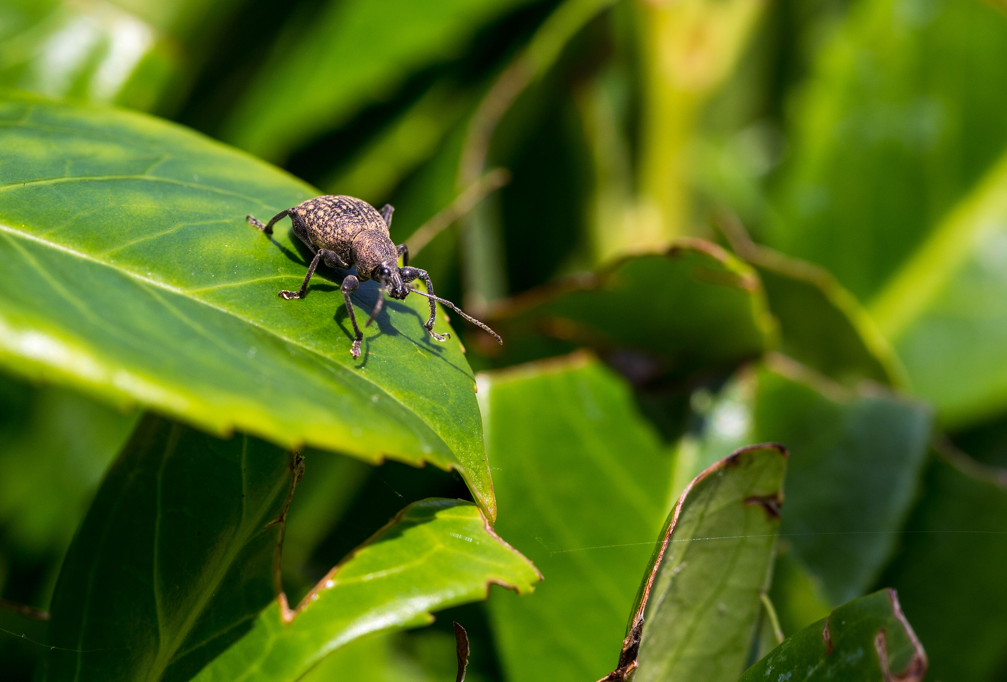 Борьба с долгоносиками