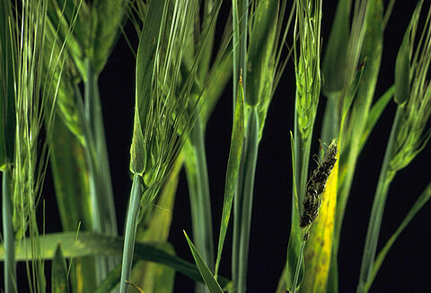 Пыльная головня ячменя