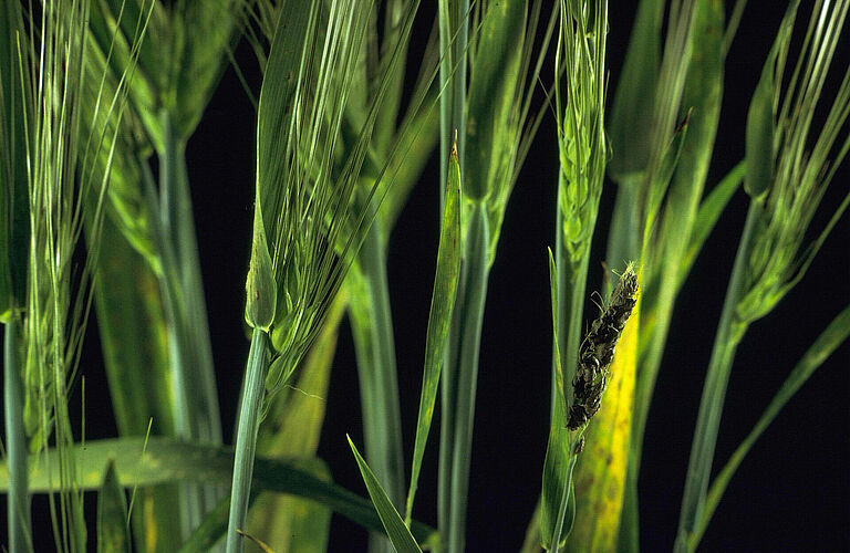 Loose Barley Smut Ustilago nuda hordei