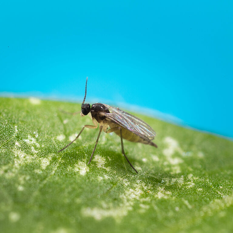 Sciarid fly Bradysia paupera Adult stage