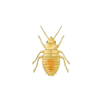 Молодая нимфа Orius laevigatus