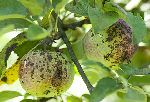 Парша яблони