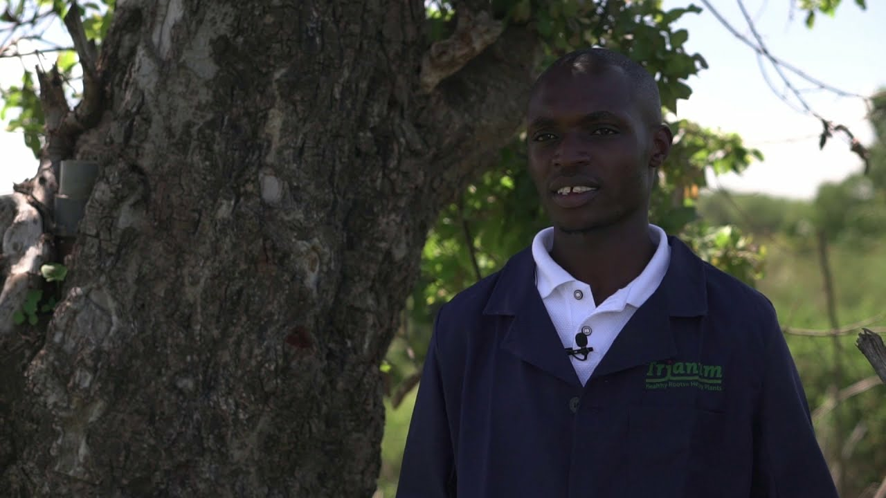 Managing Tuta Absoluta through biological crop protection approaches