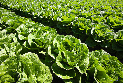 Салат-латук