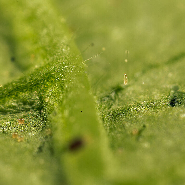 Стадия яйца Feltiella acarisuga
