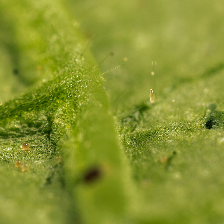 Стадия яйца Feltiella acarisuga
