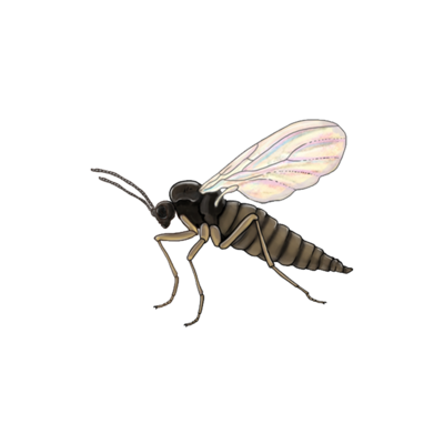 Bradysia paupera adult