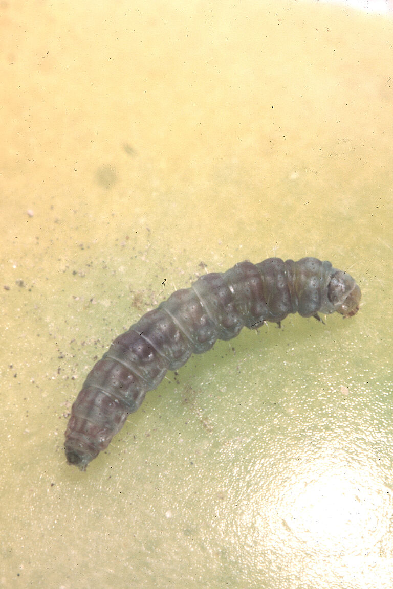 Larva of Tomato pinworm Keiferia lycopersicella