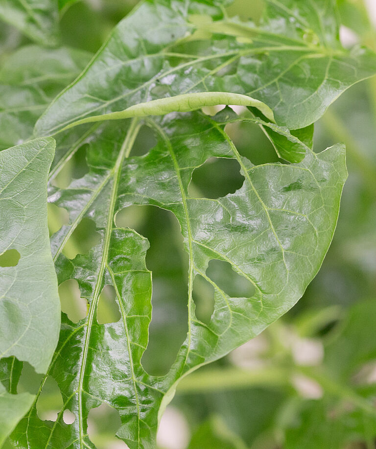 Golden twin-spot moth Chrysodeixis chalcites Egg stage