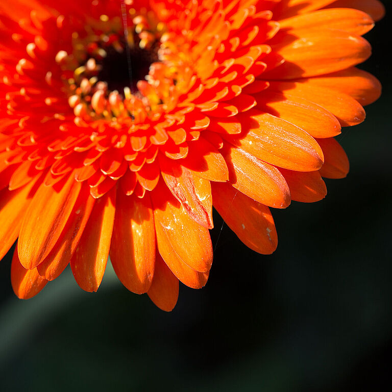 Western Flower Thrips Frankliniella occidentalis damage on a gerbera flower