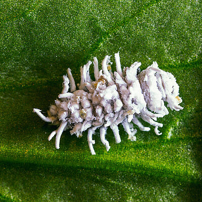 Личиночная стадия Crypolaemus montrouzeri