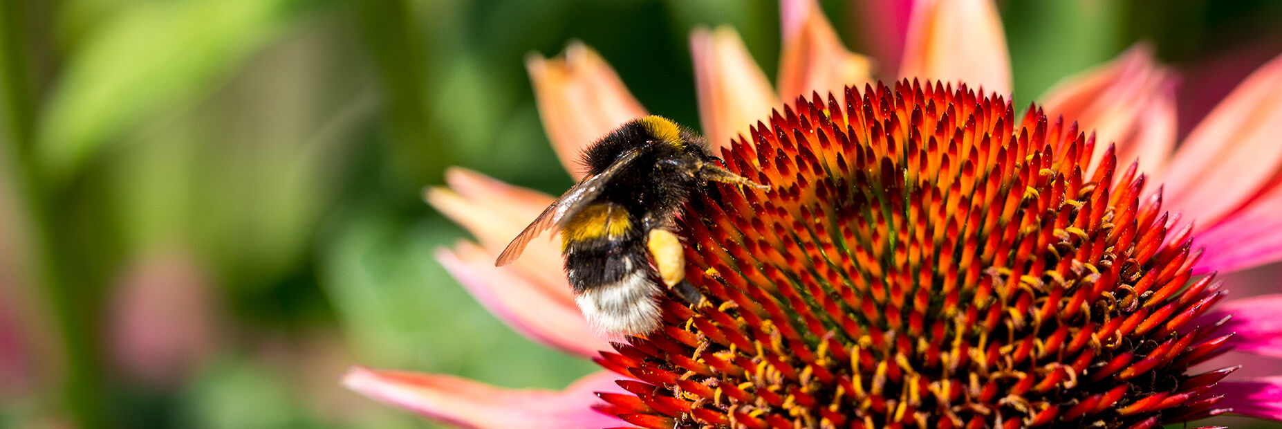 Укусы шмелей