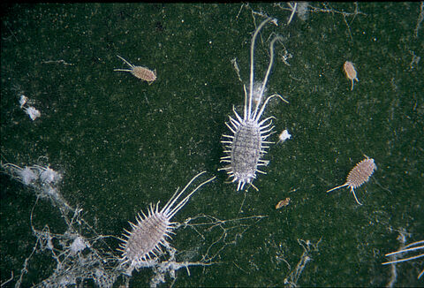 Мучнистый червец щетинистый