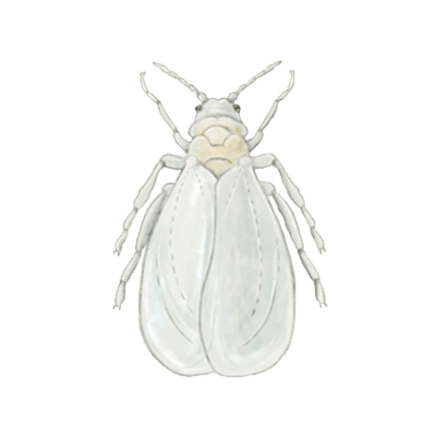 Greenhouse whitefly Trialeurodes vaporariorum adult