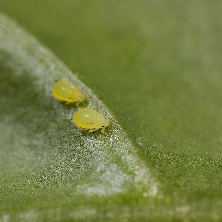 Buckthorn aphid Aphis nasturtii