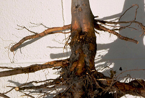 Фитофтороз яблони (гниль корневой шейки)