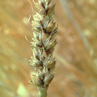 Wheat bunt Tilletia tritici